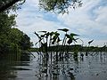 June 18, 2007 - Ipswich River Wildlife Sanctuary, Topsfield, Massachusetts.