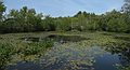 June 18, 2007 - Ipswich River Wildlife Sanctuary, Topsfield, Massachusetts.