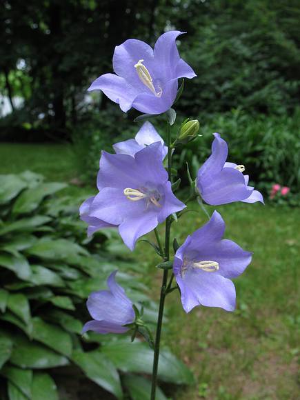 June 19, 2007 - Merrimac, Massachusetts.<br />Bell flower.
