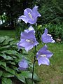 June 19, 2007 - Merrimac, Massachusetts.<br />Bell flower.