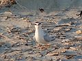 June 28, 2007 - Sandy Point State Reservation, Plum Island, Massachusetts.<br />Least tern saying: "What are you doing in my territory. Get lost!"<br />Sorry, I was just returning to the car along a designated path.