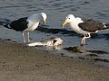 June 28, 2007 - Sandy Point State Reservation, Plum Island, Massachusetts.<br />We saw these two great black backed gulls fight over the fish.