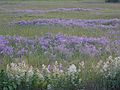 June 28, 2007 - Parker River National Wildlife Refuge, Plum Island, Massachusetts.