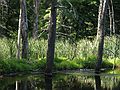 July 3, 2007 - Maudslay State Park, Newburyport, Massachusetts.