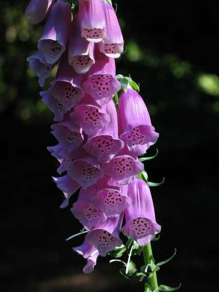 July 3, 2007 - Maudslay State Park, Newburyport, Massachusetts.