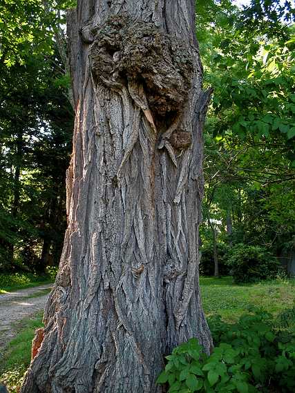 July 3, 2007 - Maudslay State Park, Newburyport, Massachusetts.