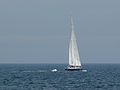July 9, 2007 - Off the coast of Massachusetts.<br />A whale and bird watch trip in the Prince of Whale out of Newburyport.