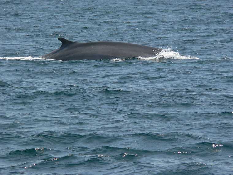 July 9, 2007 - Off the coast of Massachusetts.<br />A whale and bird watch trip in the Prince of Whale out of Newburyport.