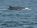 July 9, 2007 - Off the coast of Massachusetts.<br />A whale and bird watch trip in the Prince of Whale out of Newburyport.