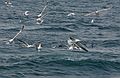 July 9, 2007 - Off the coast of Massachusetts.<br />A whale and bird watch trip in the Prince of Whale out of Newburyport.