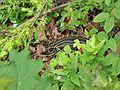 July 10, 2007 - Pawtuckaway State Park, Nottingham, New Hampshire.<br />This Eastern garter snake watched us eat our lunch.