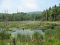 July 10, 2007 - Pawtuckaway State Park, Nottingham, New Hampshire.<br />Part of a beaver pond along Boulder Trail.