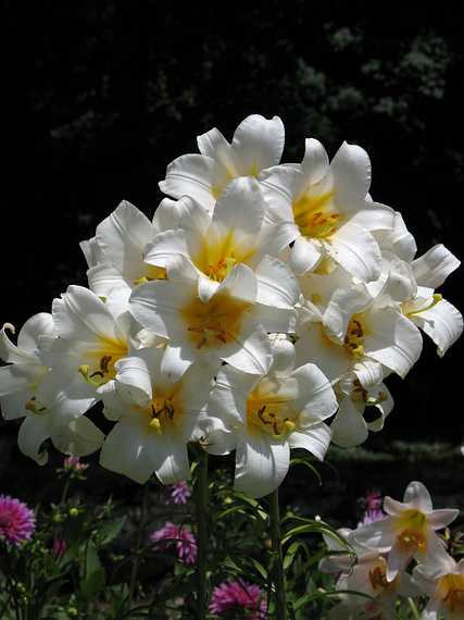 July 14, 2007 - At Edith Wharton's The Mount, Lenox, Massachusetts.