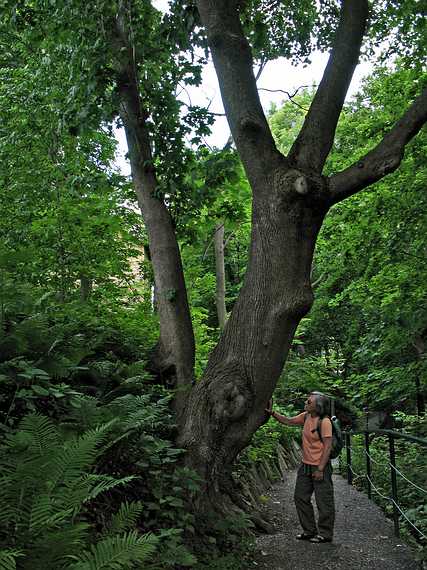 July 15, 2007 - Great Barrington, Massachusetts.<br />Along footpath along the Housatonic River.<br />Joyce inspecting a potential tree footprint?