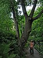 July 15, 2007 - Great Barrington, Massachusetts.<br />Along footpath along the Housatonic River.<br />Joyce inspecting a potential tree footprint?