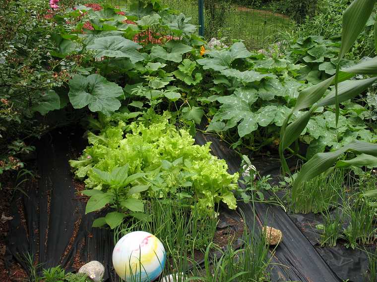 July 21, 2007 - Mendon, Massachusetts.<br />At Carl and Holly's.<br />The vegetable garden (they grow beach balls?)