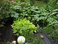 July 21, 2007 - Mendon, Massachusetts.<br />At Carl and Holly's.<br />The vegetable garden (they grow beach balls?)