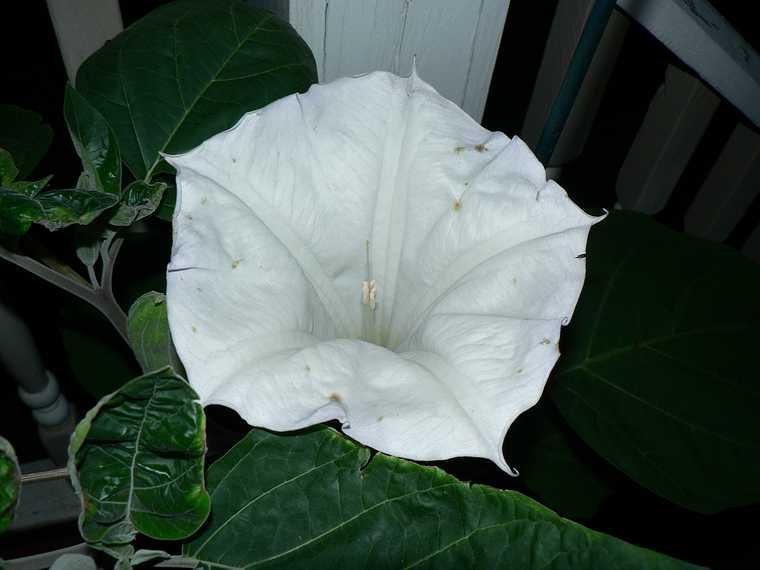 July 22, 2007 - Merrimac, Massachusetts.<br />Our own datura flower.