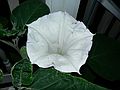 July 22, 2007 - Merrimac, Massachusetts.<br />Our own datura flower.