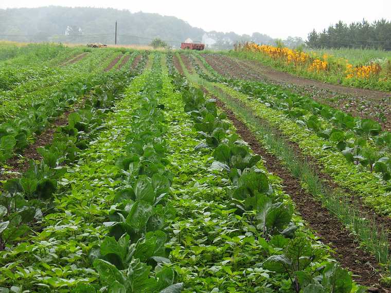 July 23, 2007 - Amesbury, Massachusetts.<br />Vegetable pickup day at Middle Earth Farm.