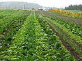 July 23, 2007 - Amesbury, Massachusetts.<br />Vegetable pickup day at Middle Earth Farm.
