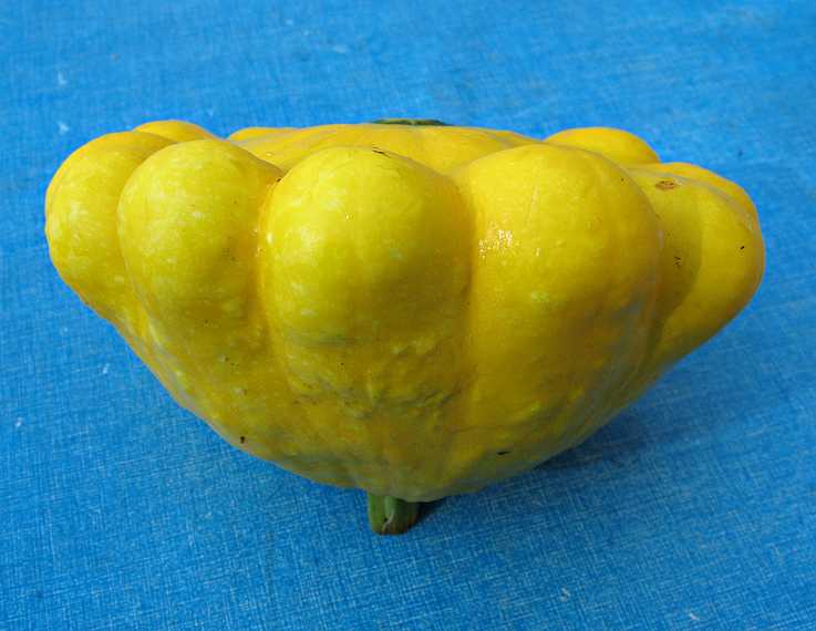 July 27, 2007 - Lawrence, Massachusetts.<br />Patty pan squash from Paul's garden.