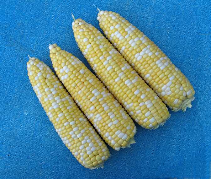 July 27, 2007 - Lawrence, Massachusetts.<br />Corn from a local farmstand.