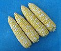 July 27, 2007 - Lawrence, Massachusetts.<br />Corn from a local farmstand.