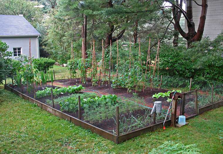 July 28, 2007 - Manchester by the Sea, Massachusetts.<br />Uldis' birthday.<br />Uldis' and Edite's vegetable garden.