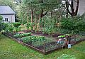 July 28, 2007 - Manchester by the Sea, Massachusetts.<br />Uldis' birthday.<br />Uldis' and Edite's vegetable garden.