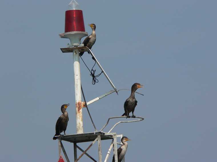 August 3, 2007 - <br />Sailing on John and Nancy's boat.<br />Cormorants on a navigation marker in the Merrimack River.