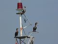 August 3, 2007 - <br />Sailing on John and Nancy's boat.<br />Cormorants on a navigation marker in the Merrimack River.