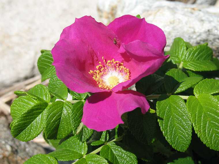 August 5, 2007 - Ocean Point, East Boothbay, Maine.<br />A wild sea rose.