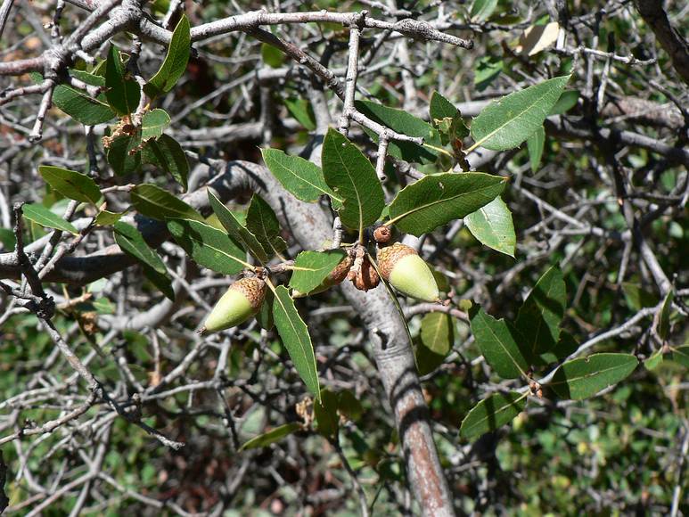 August 12, 2007 - Sequoia National Forest, California.<br />Pointy acorns from an Interior Live Oak.