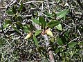 August 12, 2007 - Sequoia National Forest, California.<br />Pointy acorns from an Interior Live Oak.