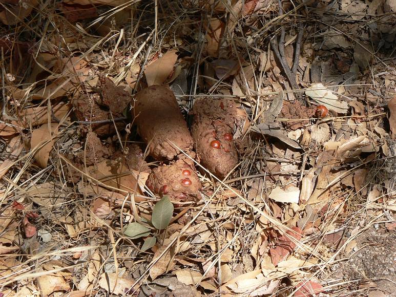 August 12, 2007 - Sequoia National Forest, California.<br />Fresh bear droppings along the trail, a common sight.<br />One day Melody and her group saw six bears at once.