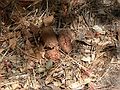 August 12, 2007 - Sequoia National Forest, California.<br />Fresh bear droppings along the trail, a common sight.<br />One day Melody and her group saw six bears at once.
