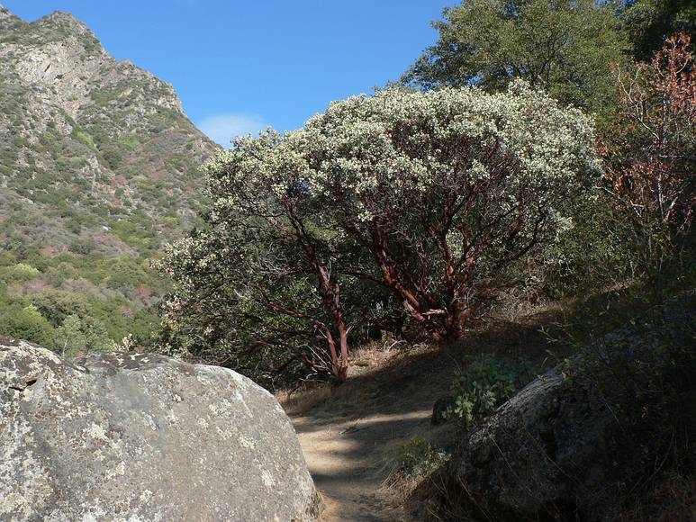 August 12, 2007 - Sequoia National Forest, California.<br />Manzanita bush/tree with its distinctive red bark.