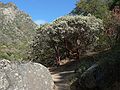August 12, 2007 - Sequoia National Forest, California.<br />Manzanita bush/tree with its distinctive red bark.