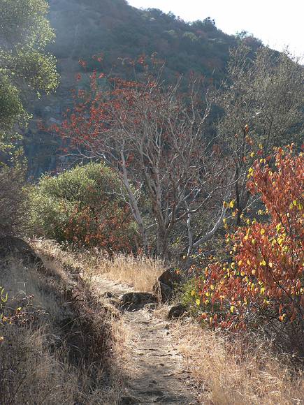 August 12, 2007 - Sequoia National Forest, California.<br />Along the trail. We had been warned to dodge some live oak branches.
