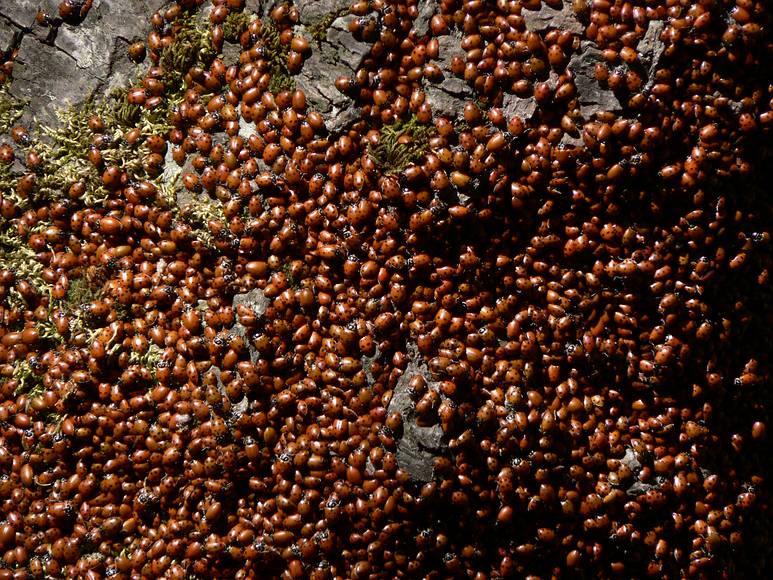 August 12, 2007 - On the Marble Fork of Kaweah River, Sequoia National Park, California.<br />Literally, millions of ladybugs.