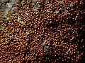 August 12, 2007 - On the Marble Fork of Kaweah River, Sequoia National Park, California.<br />Literally, millions of ladybugs.