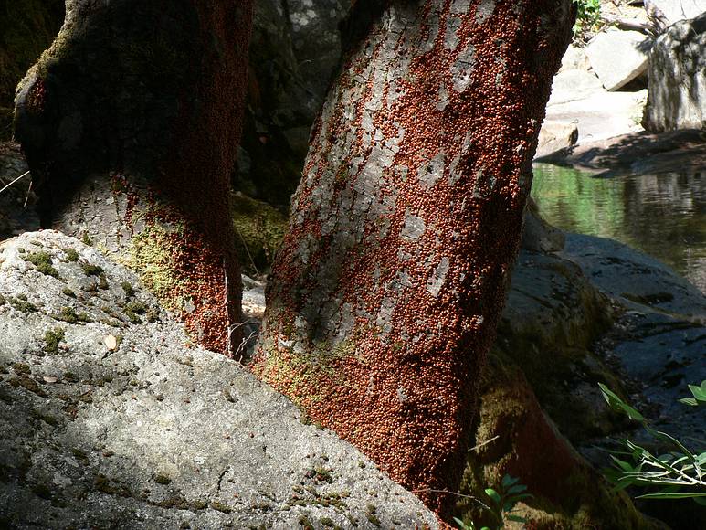 August 12, 2007 - On the Marble Fork of Kaweah River, Sequoia National Park, California.<br />Literally, millions of ladybugs.