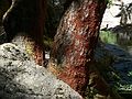 August 12, 2007 - On the Marble Fork of Kaweah River, Sequoia National Park, California.<br />Literally, millions of ladybugs.