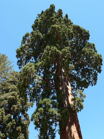 August 12, 2007 - Giant Forest Museum, Sequoia National Park, California.<br />A giant sequoia (sequoiadendron giganteum).