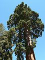 August 12, 2007 - Giant Forest Museum, Sequoia National Park, California.<br />A giant sequoia (sequoiadendron giganteum).