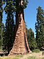 August 12, 2007 - Giant Forest Museum, Sequoia National Park, California.<br />The base of the same giant sequoia (sequoiadendron giganteum).