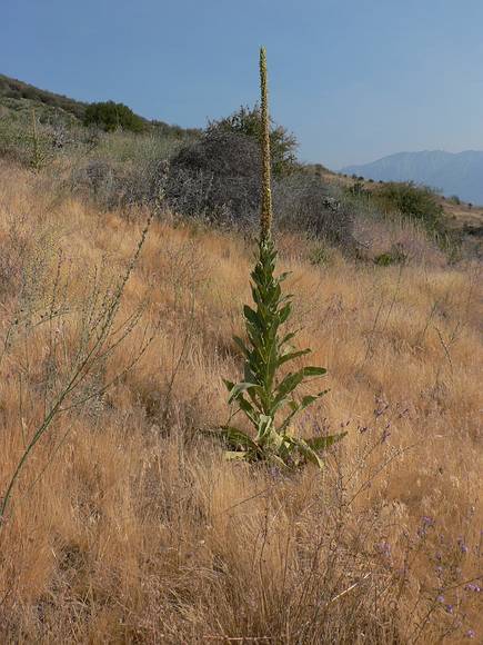 August 15, 2007 - Sequoia National Forest, California.<br />Bushwhacking from Hume Lake Road to Ten Mile Creek.