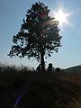 August 15, 2007 - Sequoia National Forest, California.<br />Bushwhacking from Hume Lake Road to Ten Mile Creek.
