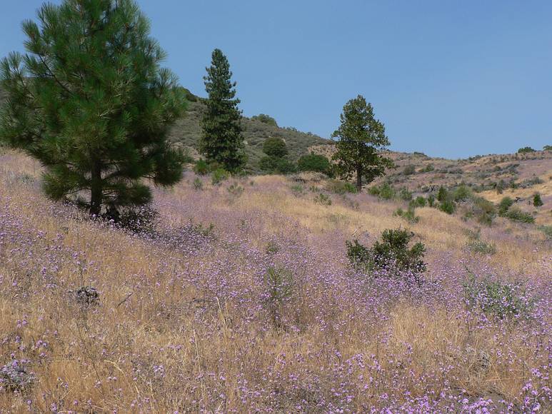 August 15, 2007 - Sequoia National Forest, California.<br />Between Ten Mile Creek and Hume Lake Road.